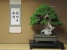bonsai 800-letnie