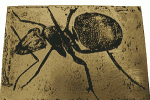 rycina z księgi Micrographia